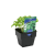  BASIL SWEET HERB HARVEST 100MM POT