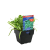  SPINACH IRONMAN GARDEN HARVEST 100MM POT