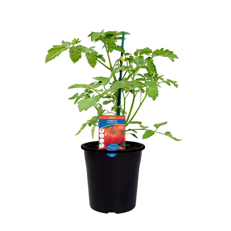 Oasis Horticulture Pty Ltd | TOMATO GROSSE LISSE ZEST 200MM POT