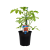  TOMATO SWEET BITE ZEST 200MM POT