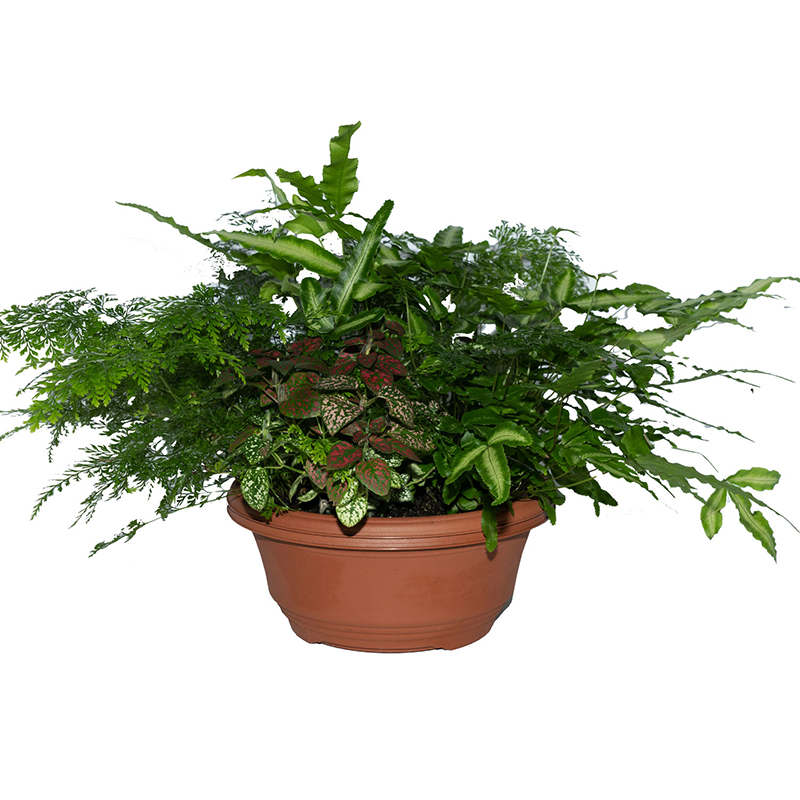 Oasis Horticulture | SONTERS DISH FERN 200MM