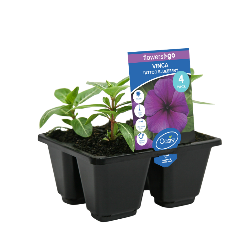 Oasis Horticulture Pty Ltd Vinca Tatoo Blueberry