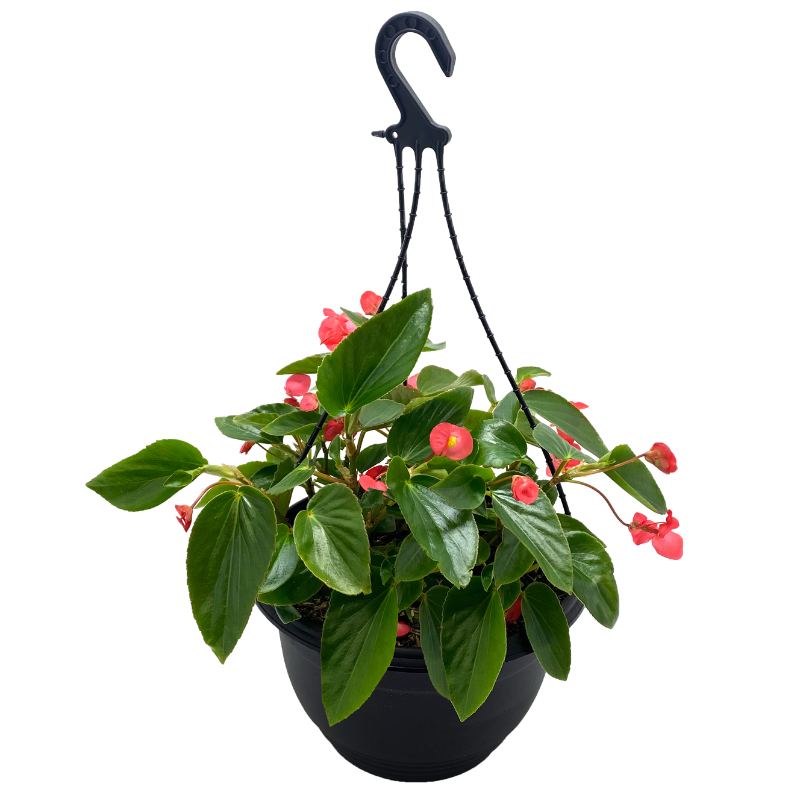 Oasis Horticulture Pty Ltd | BEGONIA DRAGONWING RED HANGING BASKET 270MM POT