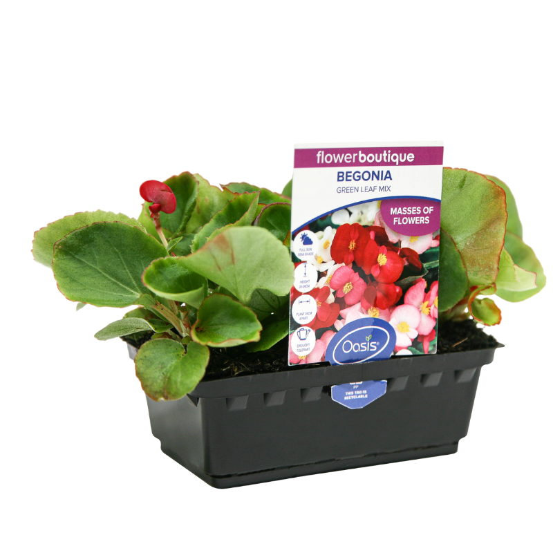 Oasis Horticulture Pty Ltd | BEGONIA GREEN LEAF MIX FLOWER BOUTIQUE PUNNET