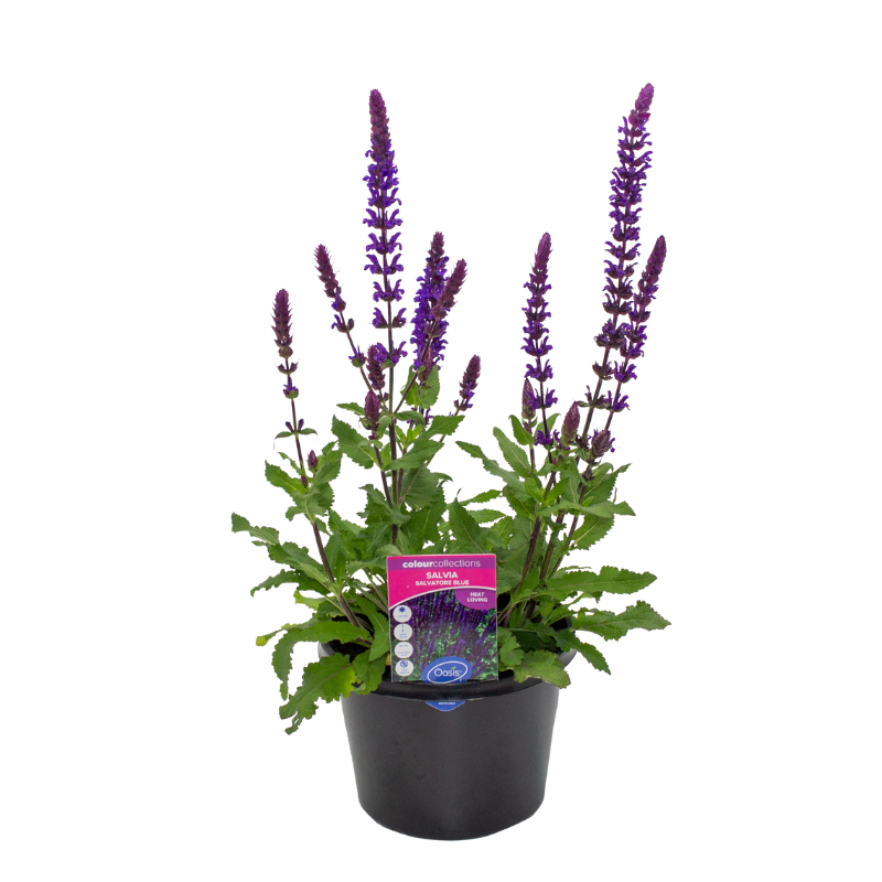 Oasis Horticulture Pty Ltd | Salvia Salvatore Blue