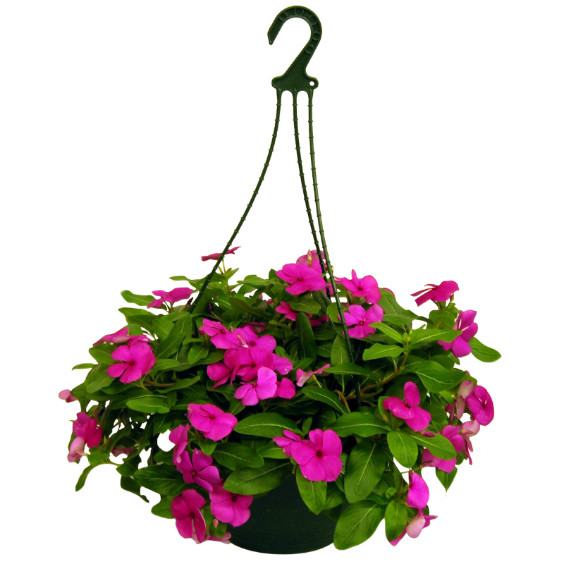 Oasis Horticulture | VINCA CASCADE LILAC HANGING BASKET 270MM POT