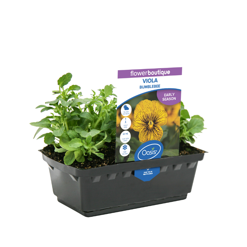 Oasis Horticulture VIOLA BUMBLEBEE FLOWER BOUTIQUE PUNNET