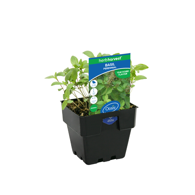 Oasis Horticulture BASIL PERENNIAL HERB HARVEST 100MM POT