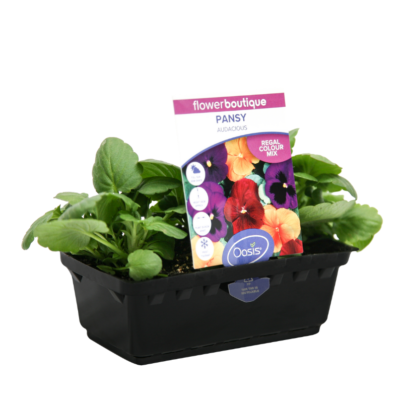 Oasis Horticulture PANSY AUDACIOUS FLOWER BOUTIQUE PUNNET